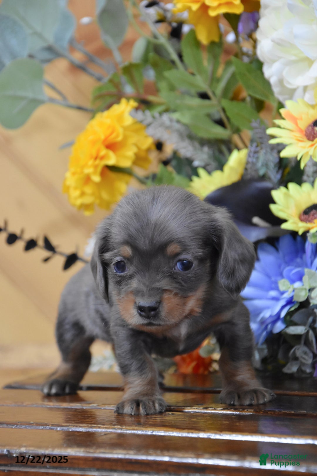 Miniature Dachshund dogs for sale: Alfie - Ad 2