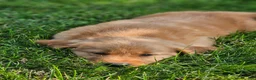 Golden Retriever dogs for sale: Dakota  - Ad 7