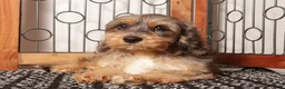 Cavapoo dogs for sale: Bill - Ad 3