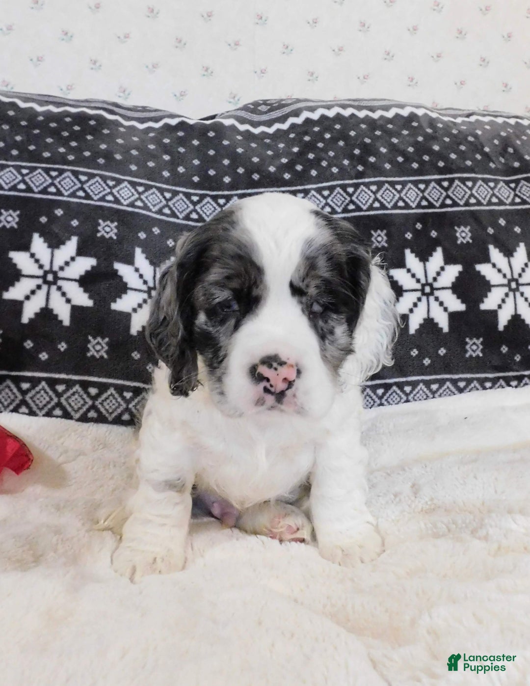 Cocker Spaniel dogs for sale: Cookies-n-Creme - Ad 2