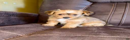 Yorkshire Terrier dogs for sale: Yorkshire Terrier 1 - Ad 5