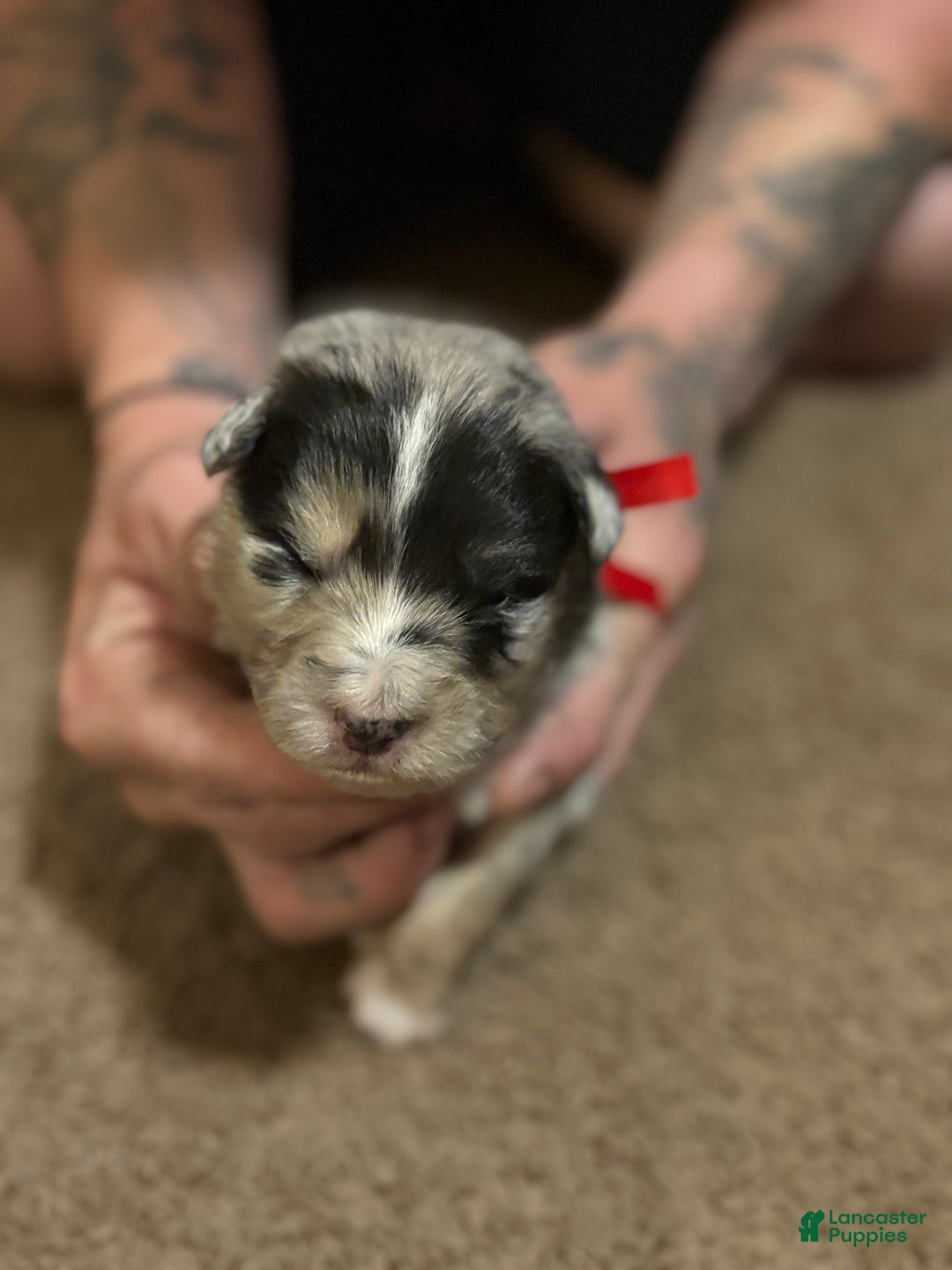 Australian Shepherd dogs for sale: Red. - Ad 2