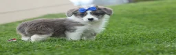 Corgipoo dogs for sale: NOAH - Ad 8