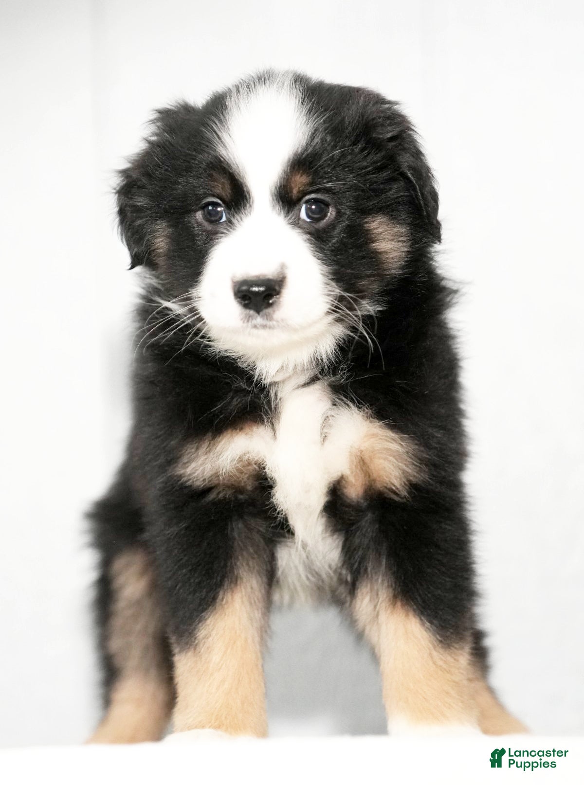 Miniature Australian Shepherd dogs Dora - Ad 7