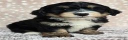Mini Bernedoodle dogs for sale: Mini Willow - Ad 4