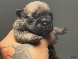 French Bulldog dogs - Ad 18