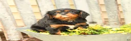 Cavalier King Charles Spaniel dogs for sale: Sugar - Ad 3