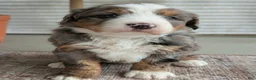 Bernedoodle dogs for sale: Skylar  - Ad 7