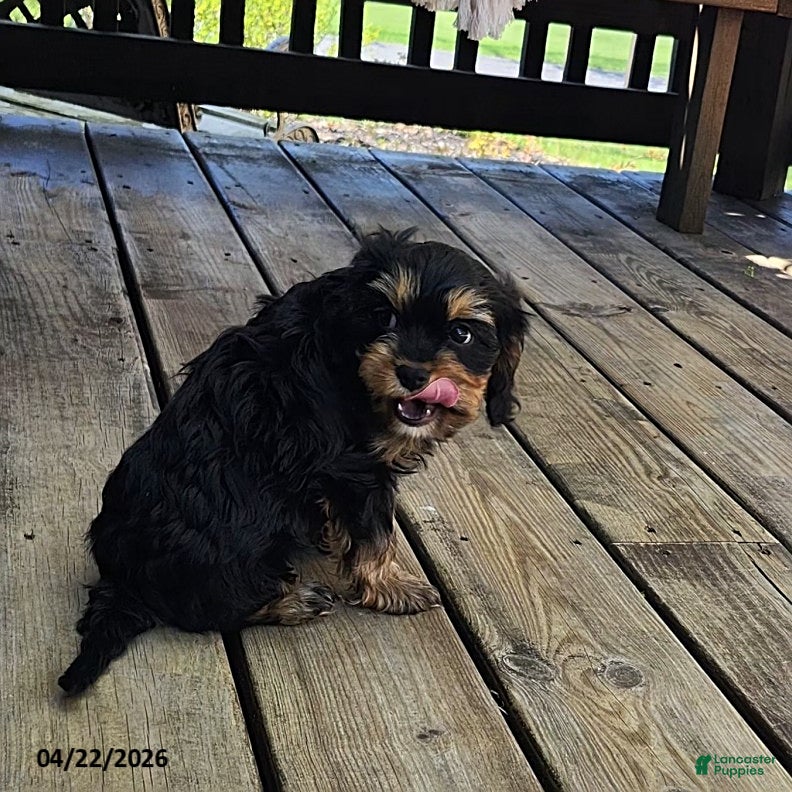 Cavapoo dogs Cupcake - Ad 2