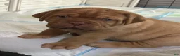 Dogue De Bordeaux dogs for sale: Dogue De Bordeaux 4 - Ad 2