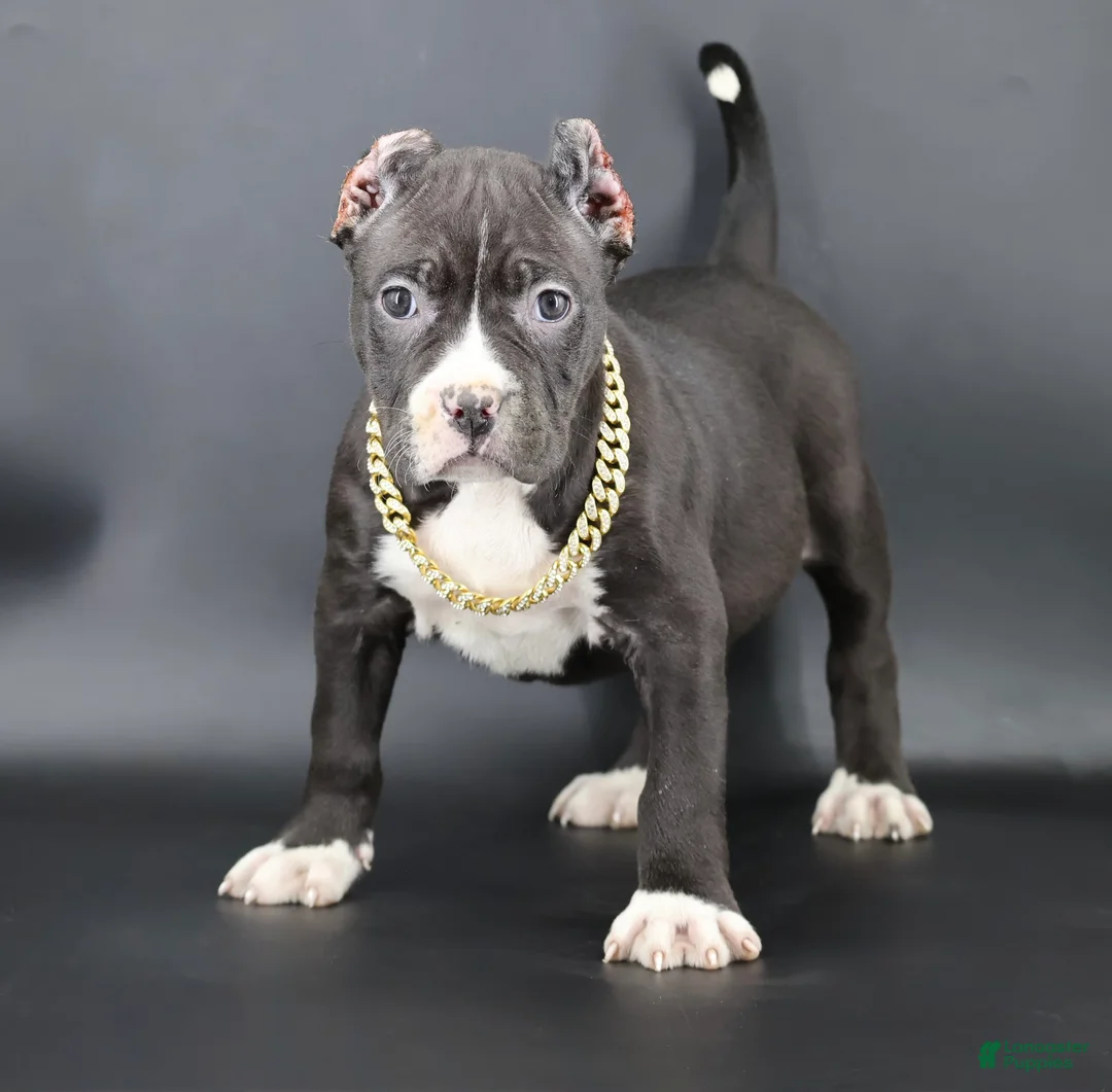 American Bully dogs for sale: Pearl - Ad 1