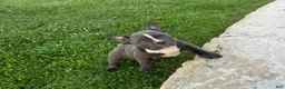 American Bully dogs for sale: Ricky - Ad 8