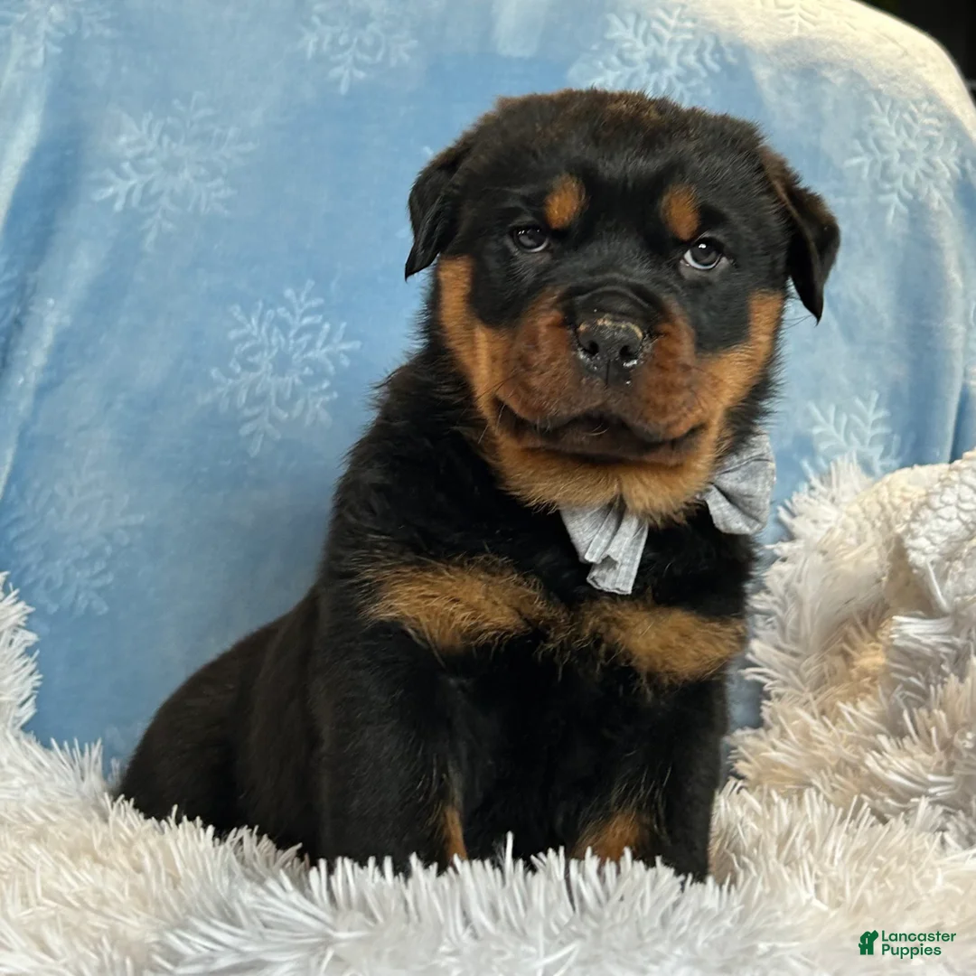 Rottweiler dogs for sale: Skye - Ad 3