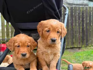 Golden Retriever dogs Golden Retriever Puppy 4 - Ad 7