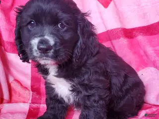 Cocker Spaniel dogs Knight - Ad 24