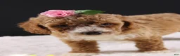 Mini Goldendoodle dogs for sale: Daisy - Ad 1