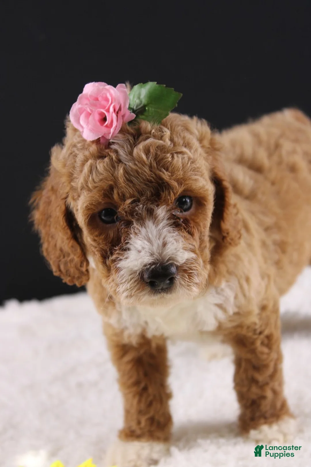 Mini Goldendoodle dogs for sale: Daisy - Ad 1