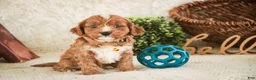 Cavapoo dogs for sale: Herbie - Ad 1