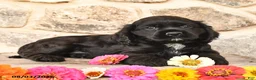Cocker Spaniel dogs for sale: Diamond - Ad 3