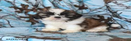Shih Tzu dogs for sale: Moose - Ad 4