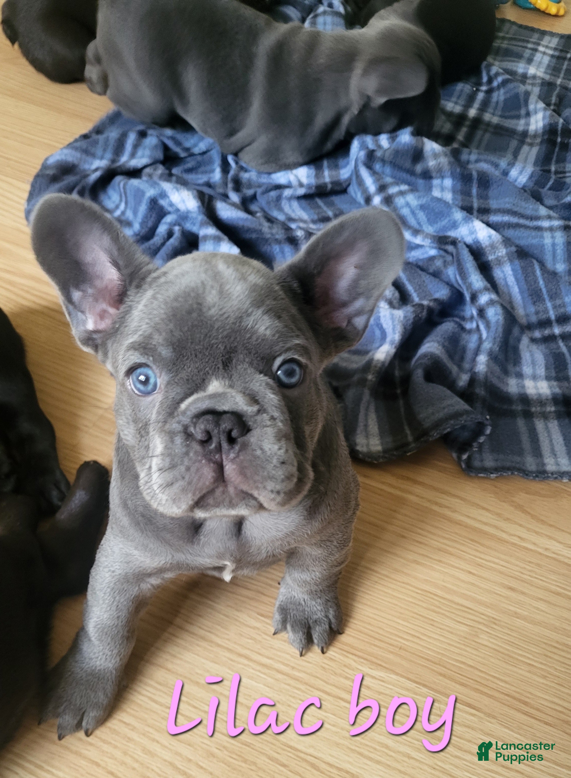 French Bulldog dogs French Bulldog Puppy 1 - Ad 42