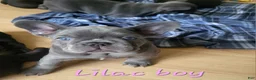 French Bulldog dogs for sale: French Bulldog Puppy 1 - Ad 1