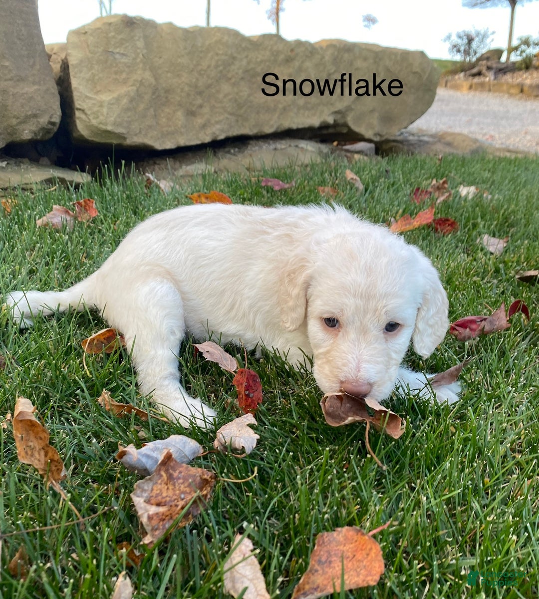Labradoodle dogs for sale: Snowflake - Ad 15