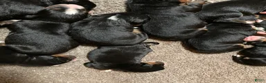 Bernese Mountain Dog Puppy 9