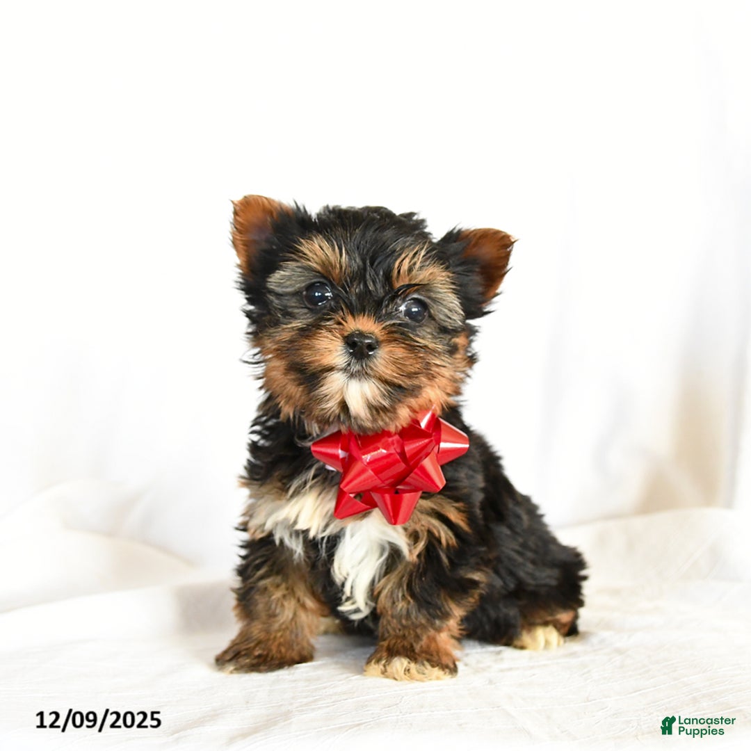 Yorkshire Terrier dogs for sale: Checkers - Ad 1