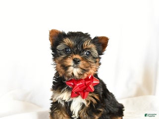 Yorkshire Terrier dogs Checkers - Ad 42