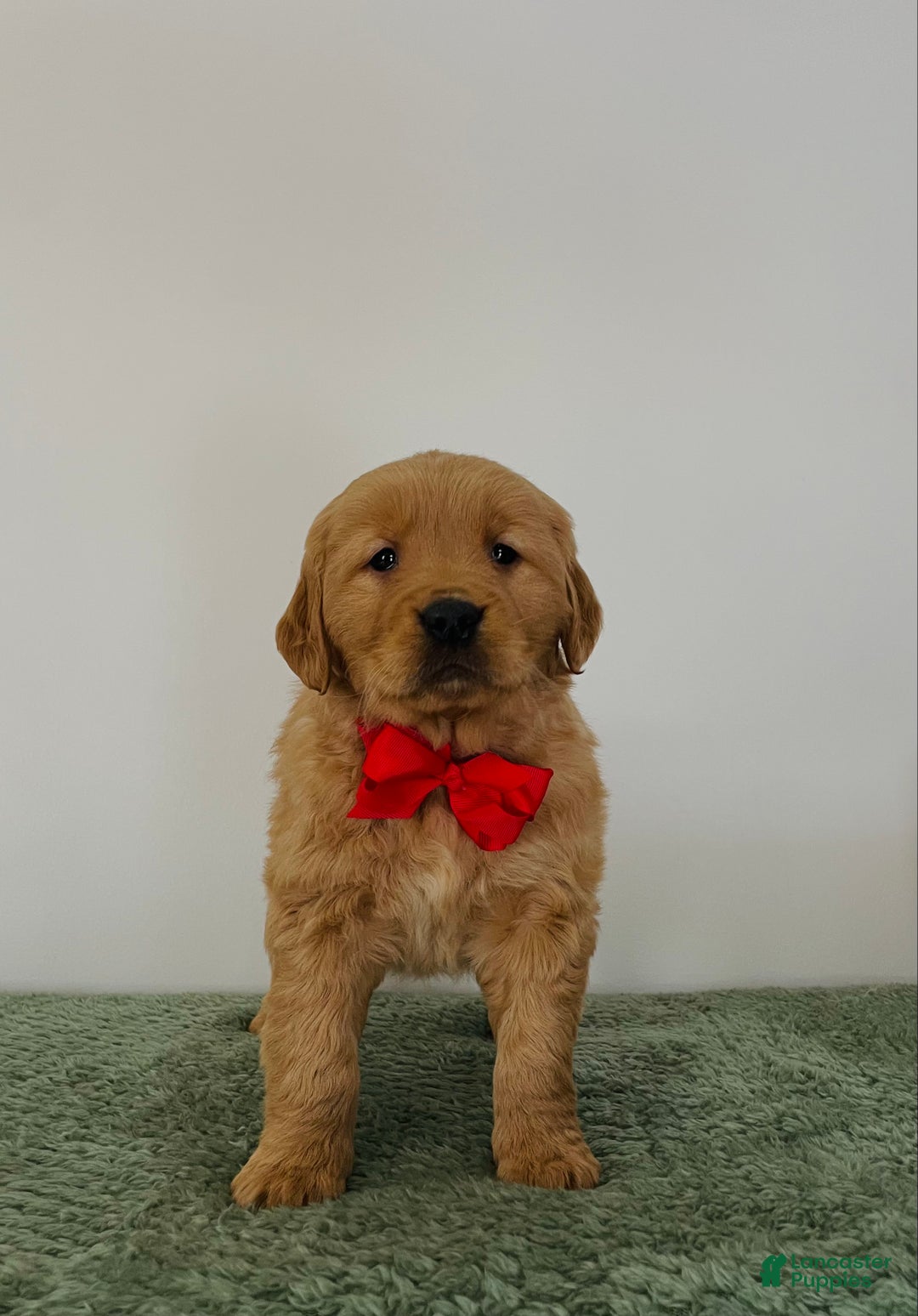 Golden Retriever dogs for sale: Nova - Ad 4