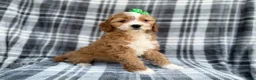 Cavapoo dogs for sale: Mia - Ad 2