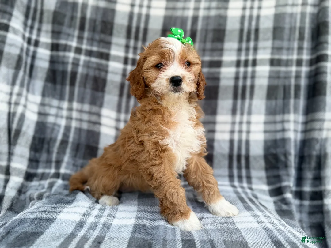 Cavapoo dogs for sale: Mia - Ad 2