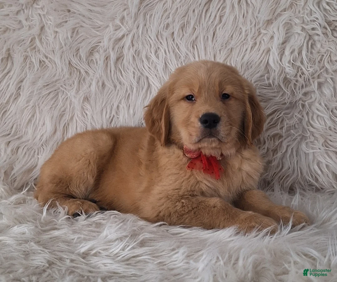 Golden Retriever dogs for sale: Cleo - Ad 3