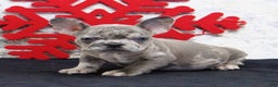 French Bulldog dogs for sale: Toby - Ad 2