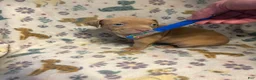 American Pit Bull Terrier dogs for sale: American Pit Bull Terrier 1 - Ad 3
