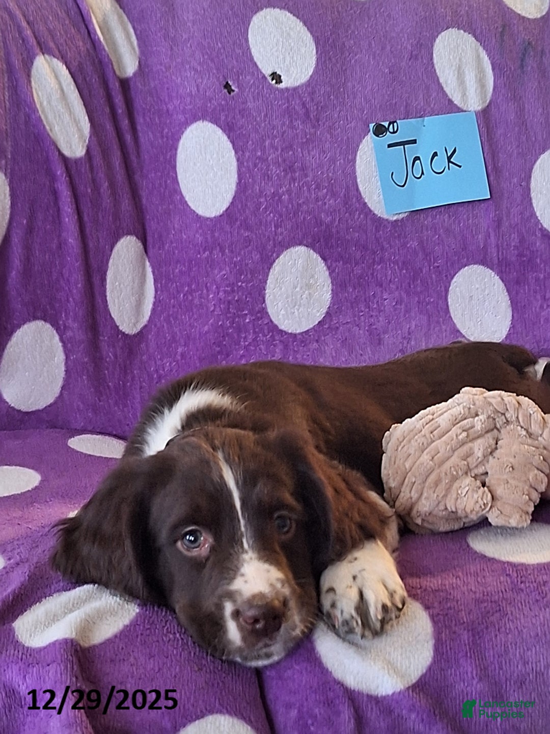 English Springer Spaniel dogs for sale: Jack  - Ad 5