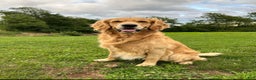 Golden Retriever dogs for stud: Stud dog ace  - Ad 1