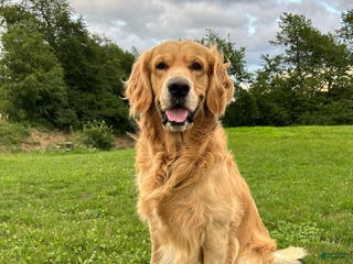 Golden Retriever dogs Stud dog ace - Ad 2