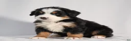 Bernese Mountain Dog dogs for sale: Ruby - Ad 6