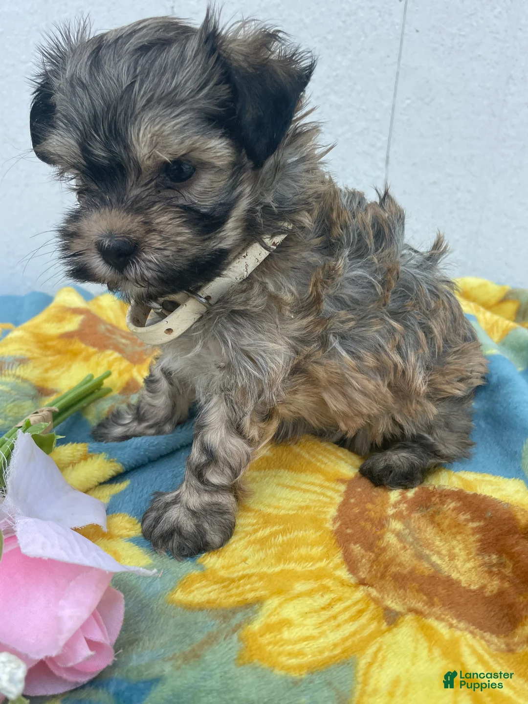 Havanese dogs for sale: Mimi - Ad 2