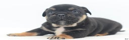 Mixed Breed dogs for sale: Knox tricolor bully puppy  - Ad 2
