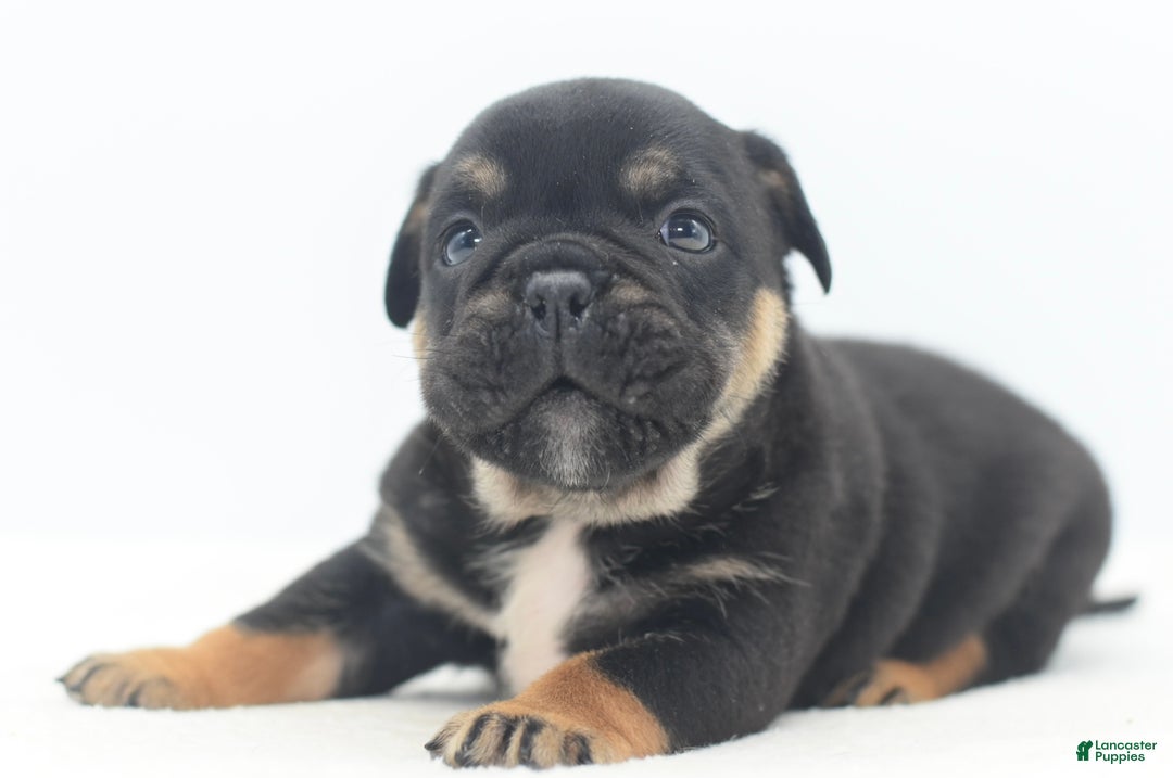 Mixed Breed dogs for sale: Knox tricolor bully puppy  - Ad 2