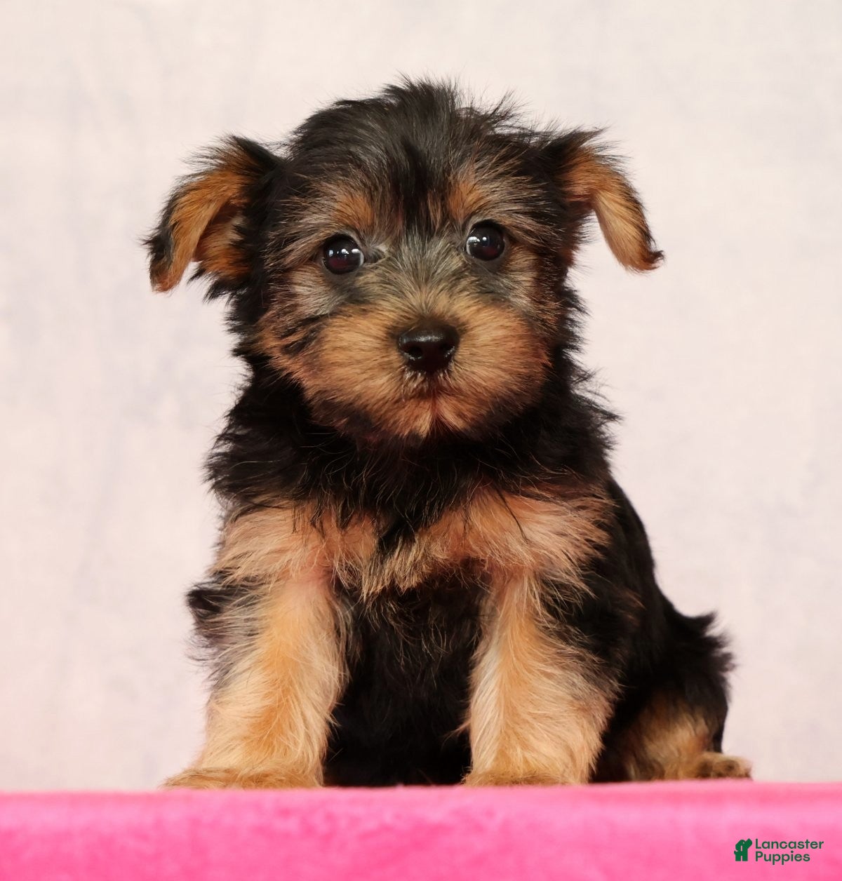 Yorkshire Terrier dogs Nellie - Ad 1
