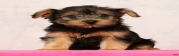 Yorkshire Terrier dogs for sale: Nellie - Ad 1