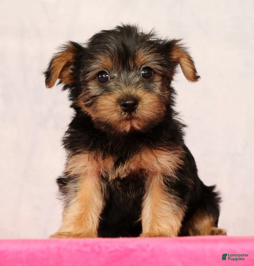 Yorkshire Terrier dogs for sale: Nellie - Ad 1