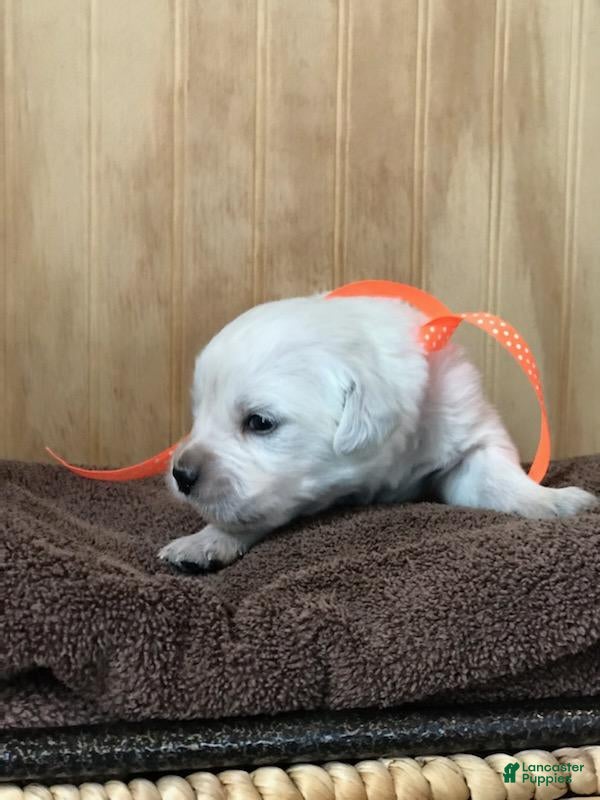 Golden Retriever dogs Mr. Orange  - Ad 27