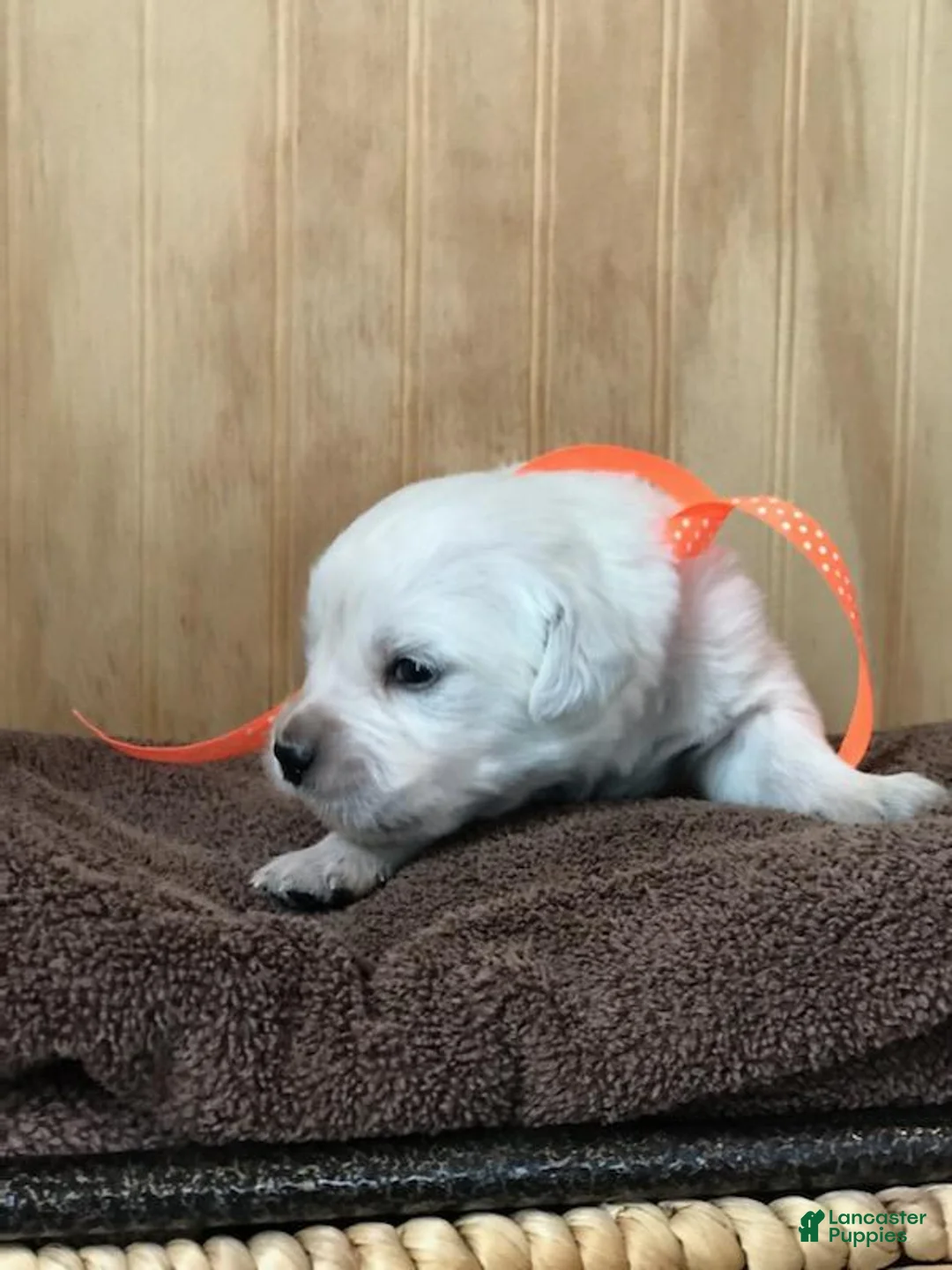 Golden Retriever dogs for sale: Mr. Orange  - Ad 1