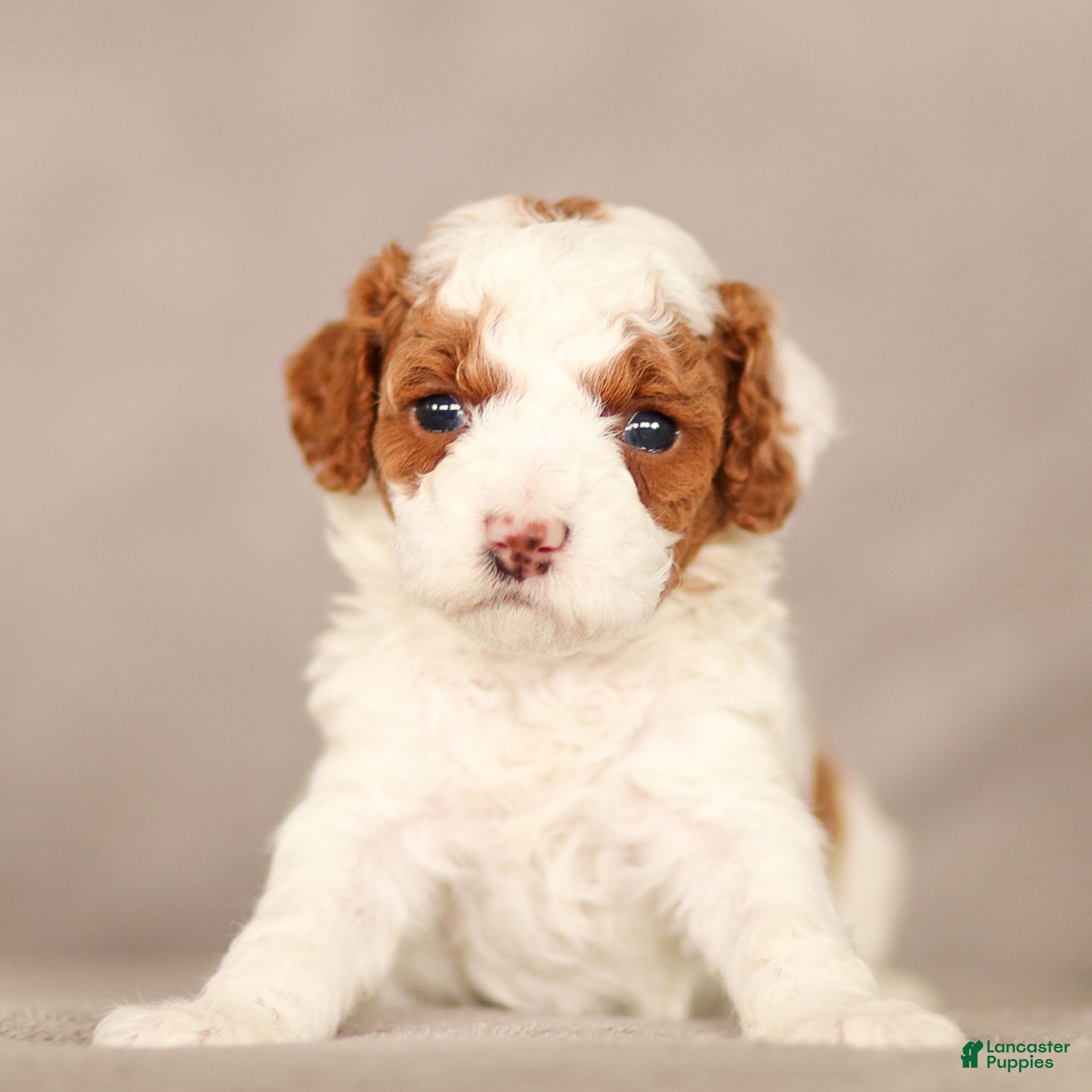 Standard Poodle dogs Belle Poodle Puppy  - Ad 1