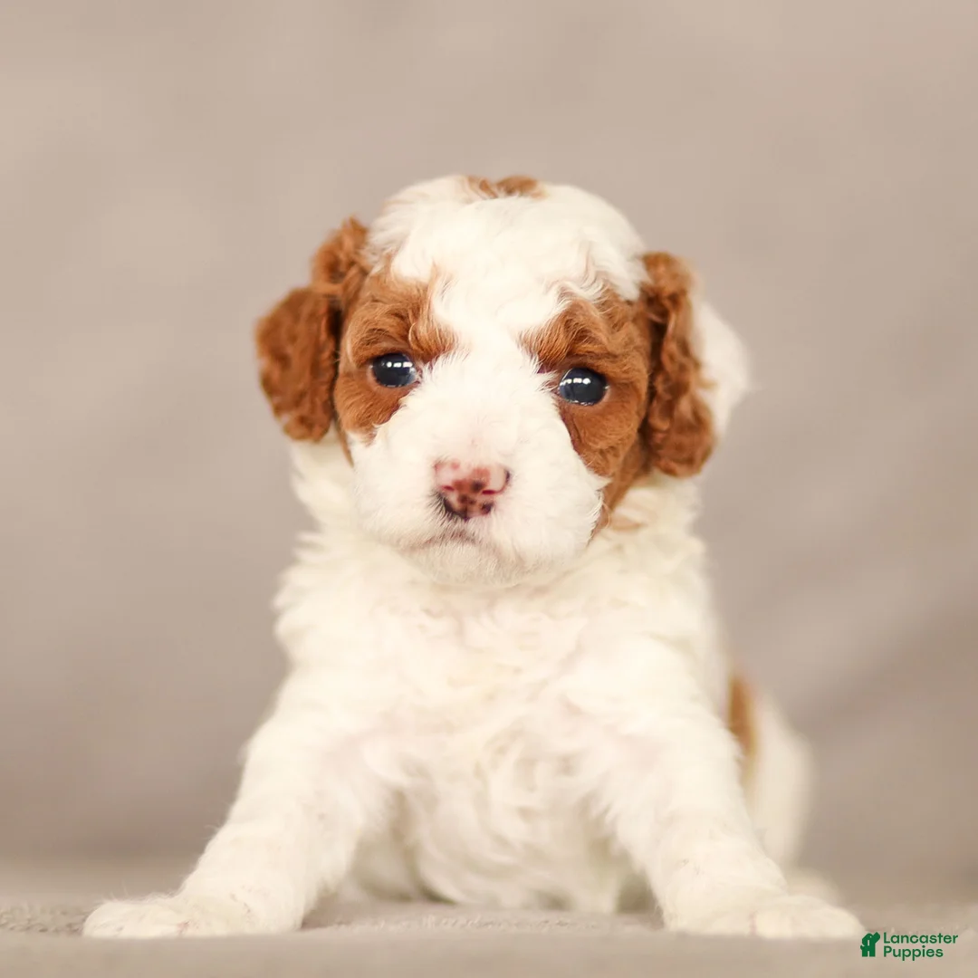 Standard Poodle dogs for sale: Belle Poodle Puppy  - Ad 1